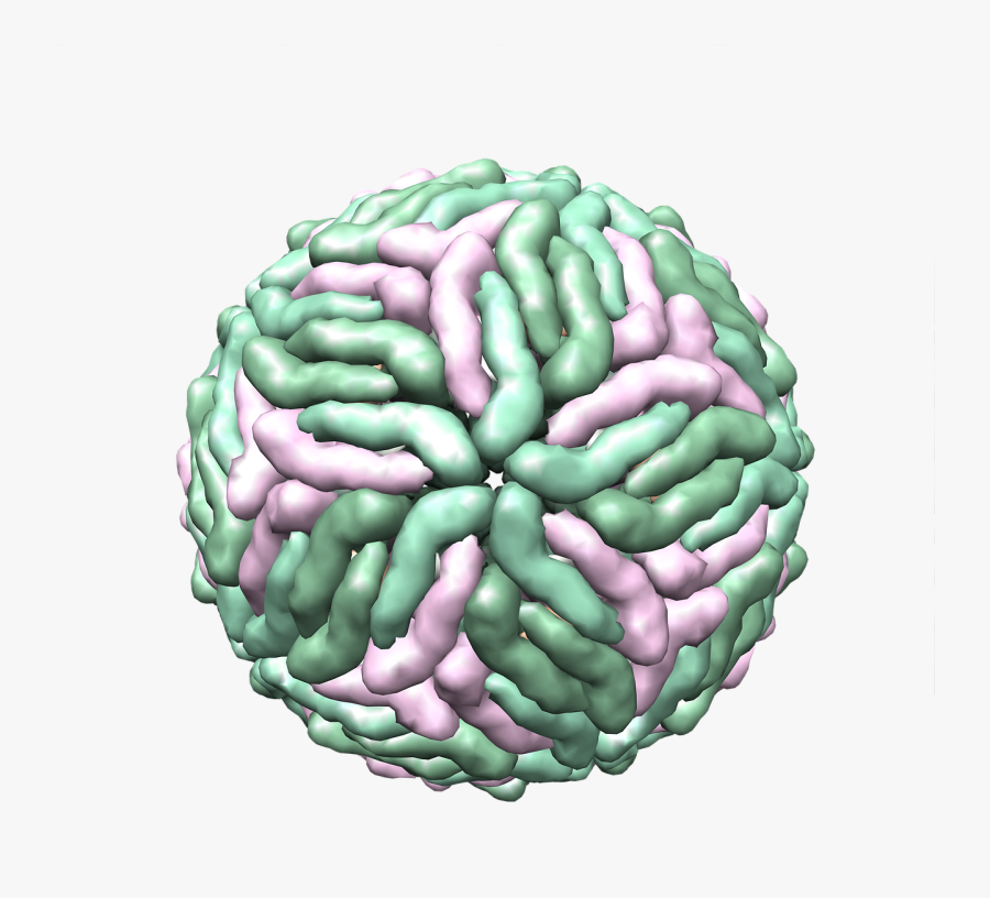 Dengue Virus 3d Structure Free Picture - Dengue Virus Transparent Background, Transparent Clipart