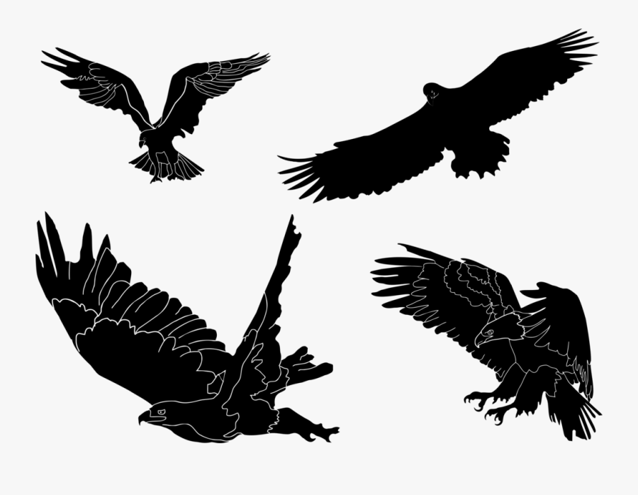 Eagle,wildlife,hawk - Clip Art, Transparent Clipart