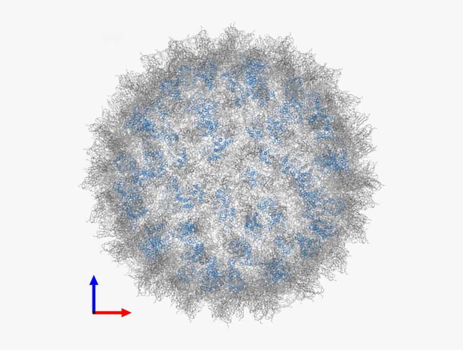Dengue Virus Png Images Transparent Png - Circle, Transparent Clipart