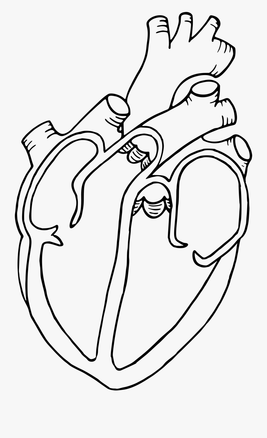 Clip Black And White Download Diagram Drawing At Getdrawings - Heart Diagram Black And White, Transparent Clipart