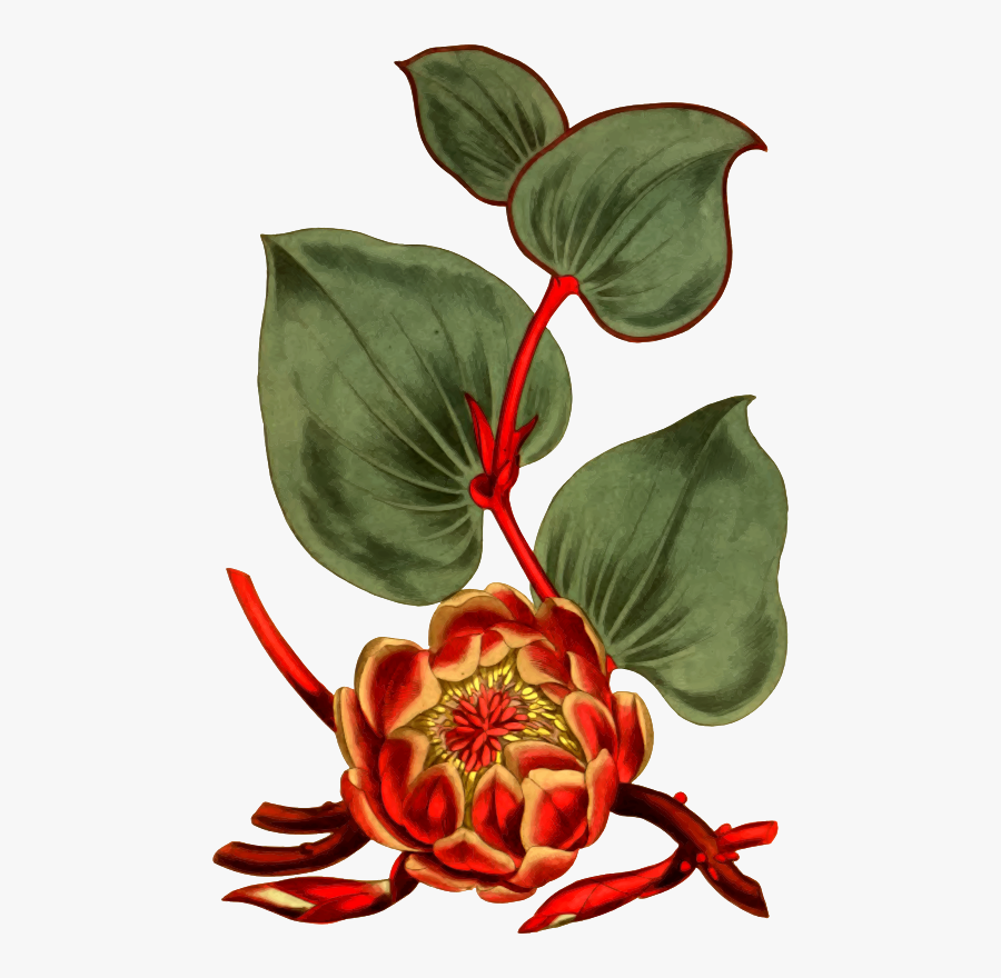 Anthurium, Transparent Clipart