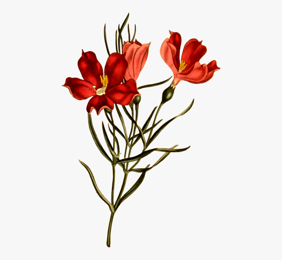 Botany, Transparent Clipart