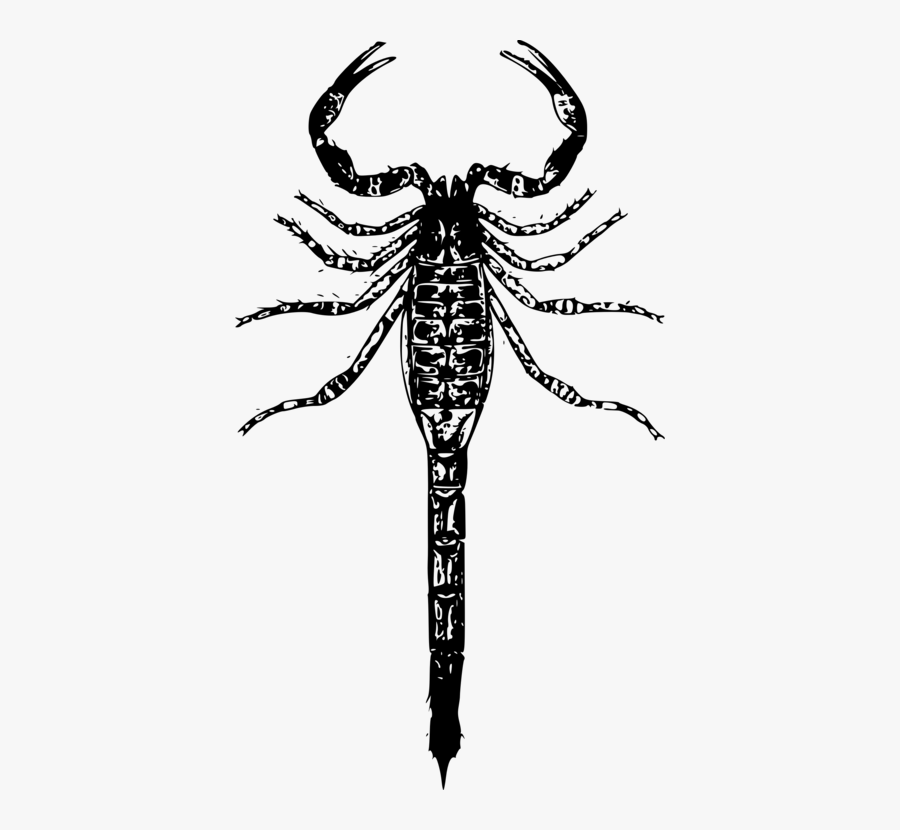 Scorpion Png, Transparent Clipart