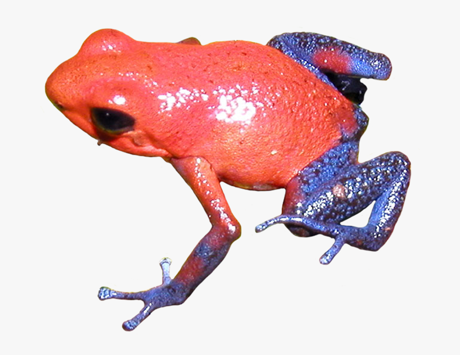 Poison Dart Frog Clipart Transparent Background - Strawberry Poison Dart Frog Transparent Background, Transparent Clipart
