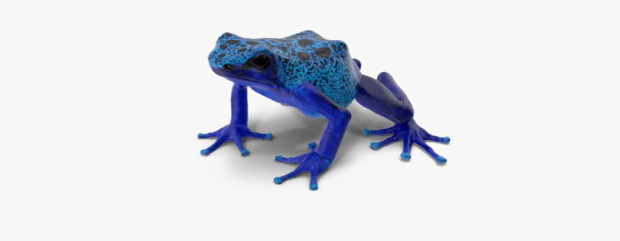 Poison Dart Frog Clipart Azure - Poison Dart Frog No Background, Transparent Clipart