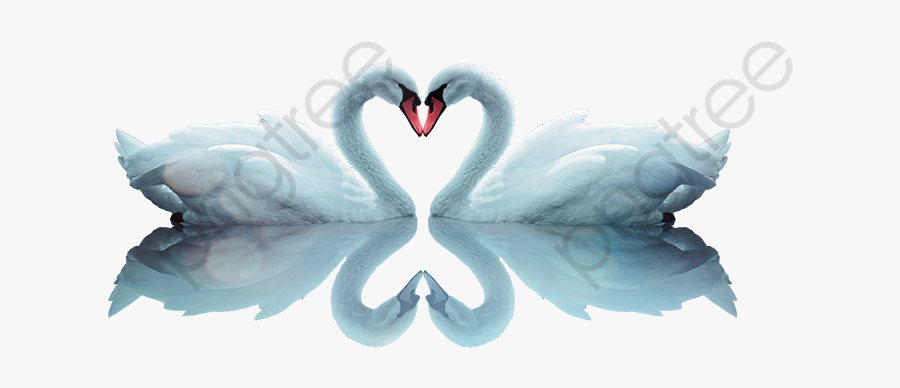 Swan, Swan Material, Swan Pictures Png Transparent - Đôi Thiên Nga Trắng, Transparent Clipart