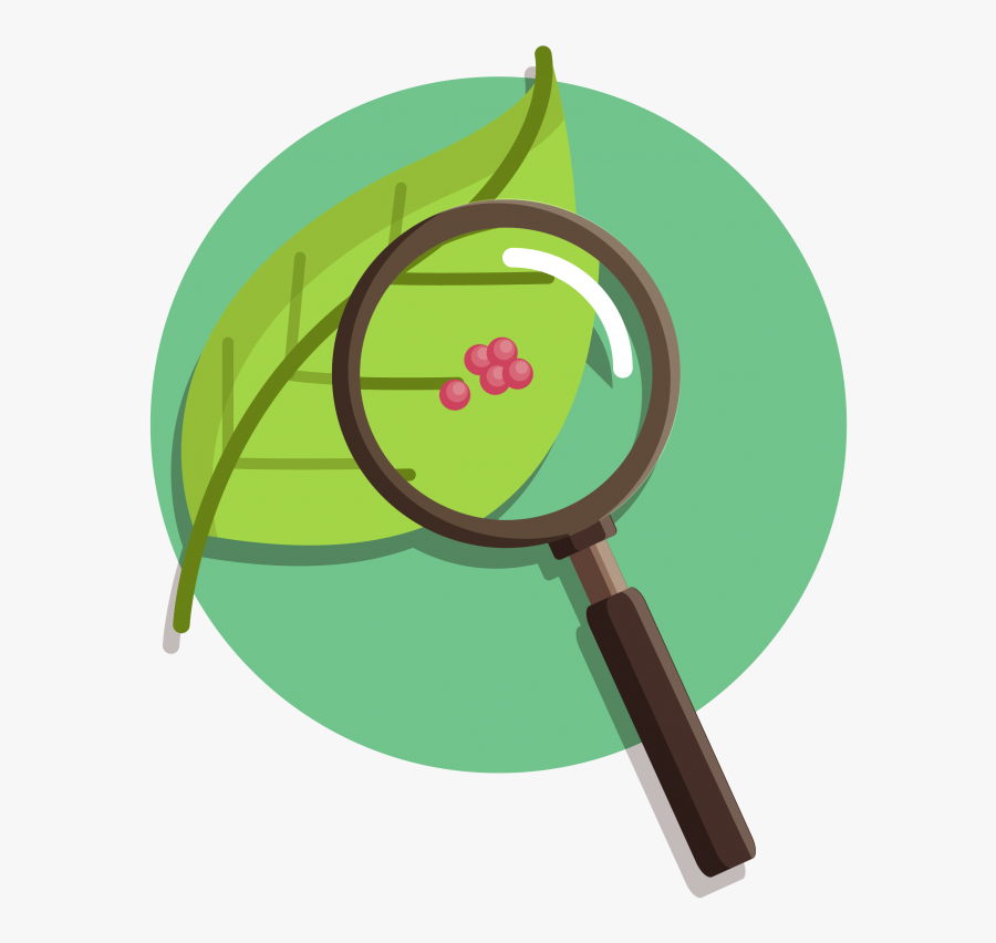 Nature Vs Nurture Debate Essay Articles To Pdf 12 Nature - Magnifying Glass On Leaves, Transparent Clipart