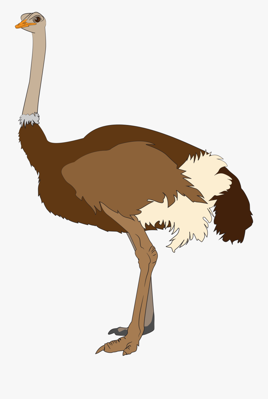 Ostrich Clipart Clip Art - Ostrich Clip Art, Transparent Clipart