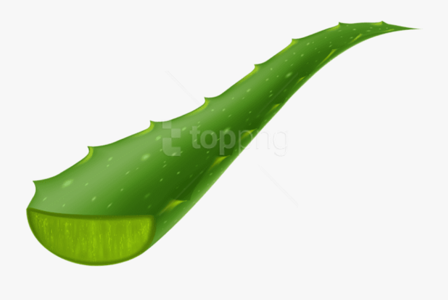 Download Vera Piece Transparent - Clipart Aloe Vera Png, Transparent Clipart