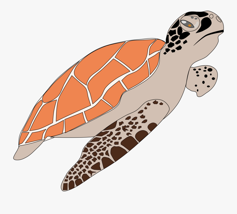 Sea Turtle School Clipart - Loggerhead Sea Turtle Clipart, Transparent Clipart