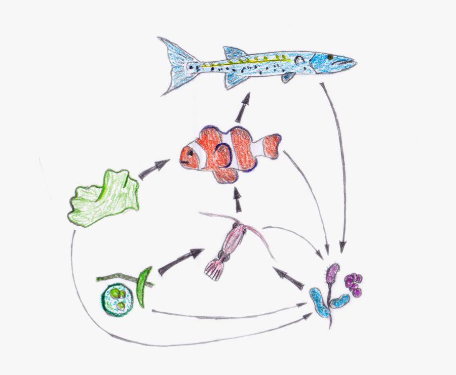 Transparent Food Chains Clipart - Food Web In Nemo, Transparent Clipart