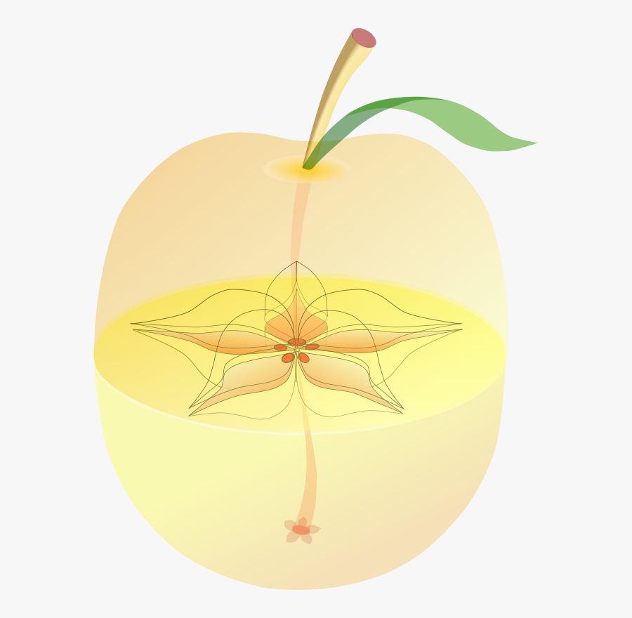 Appleanatomy - Apple Fruit Center, Transparent Clipart