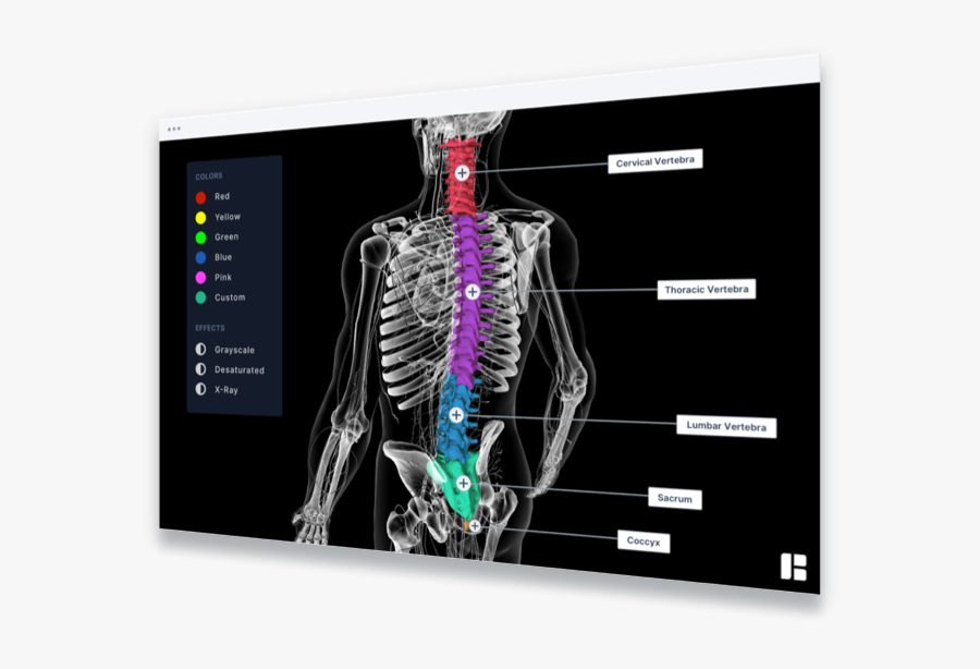 Transparent Ray Of Light Clipart - Skeleton, Transparent Clipart