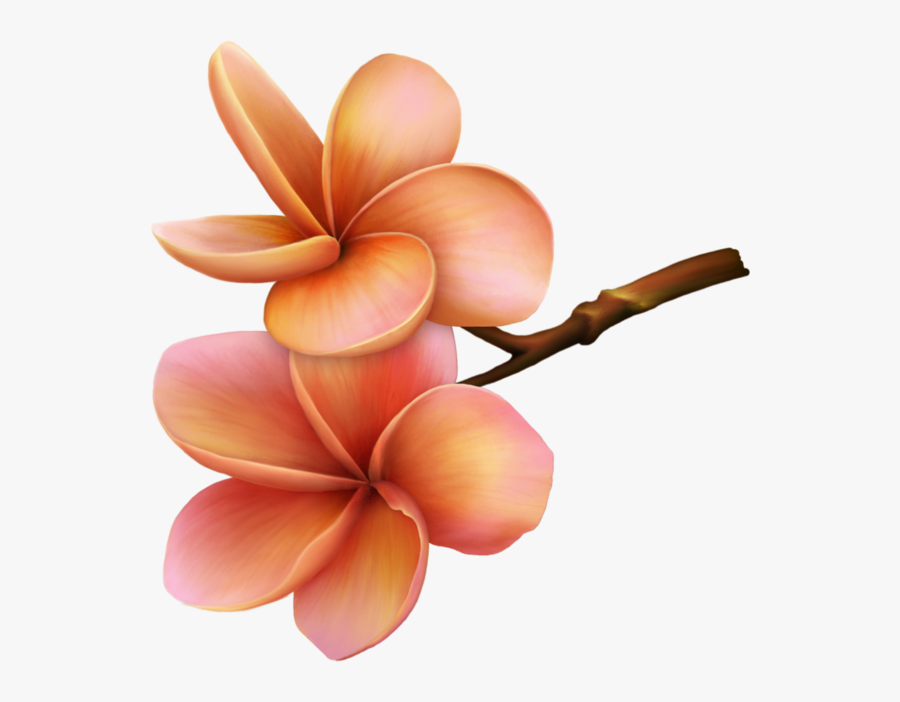 Гавайские Цветы Пнг, Transparent Clipart