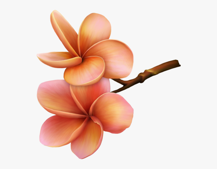 Гавайские Цветы Пнг , Free Transparent Clipart - ClipartKey