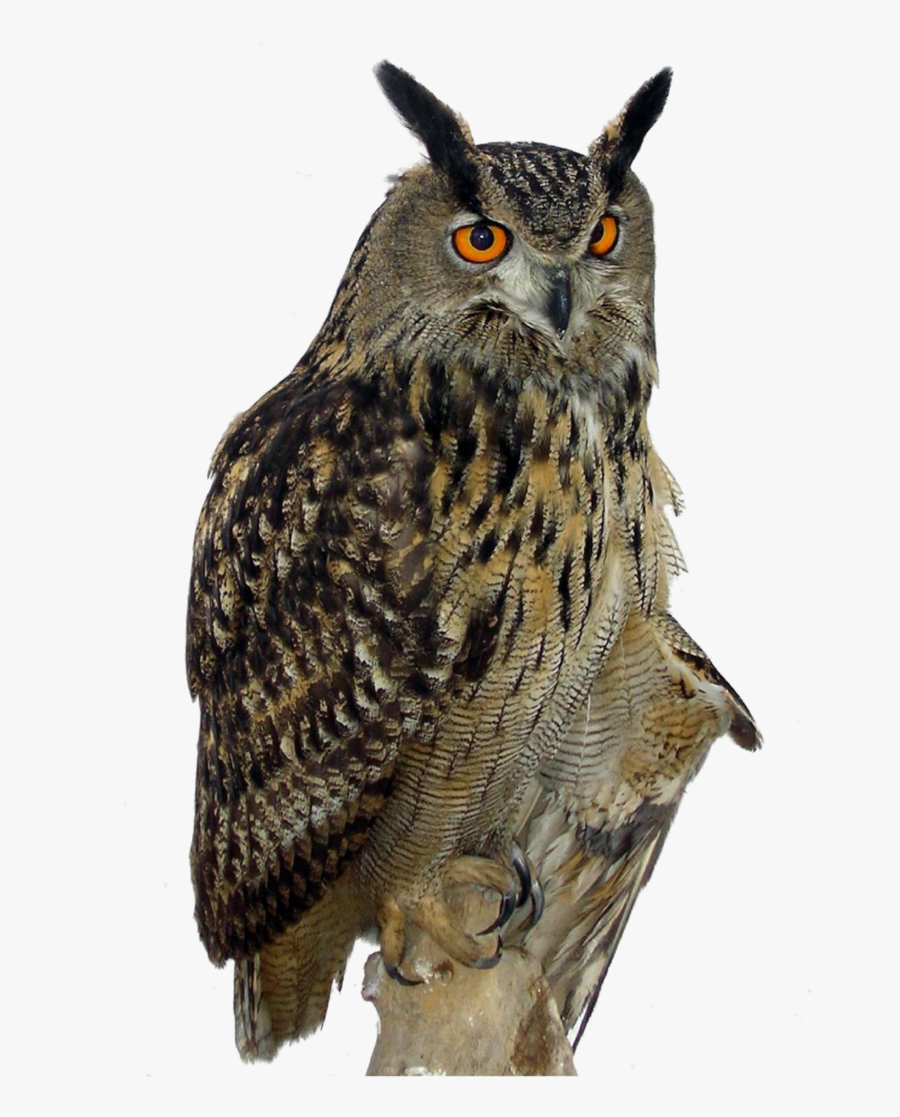 Owl Png Clipart - Eagle Owl, Transparent Clipart