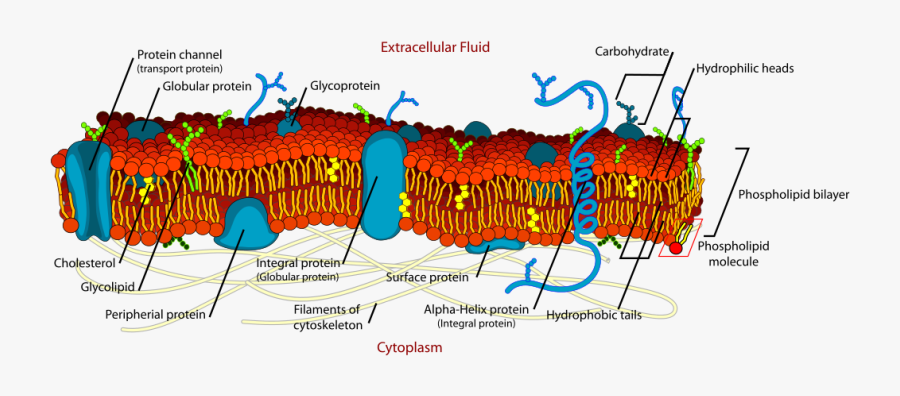 Cell Membrane - Cell Membrane Structure, Transparent Clipart