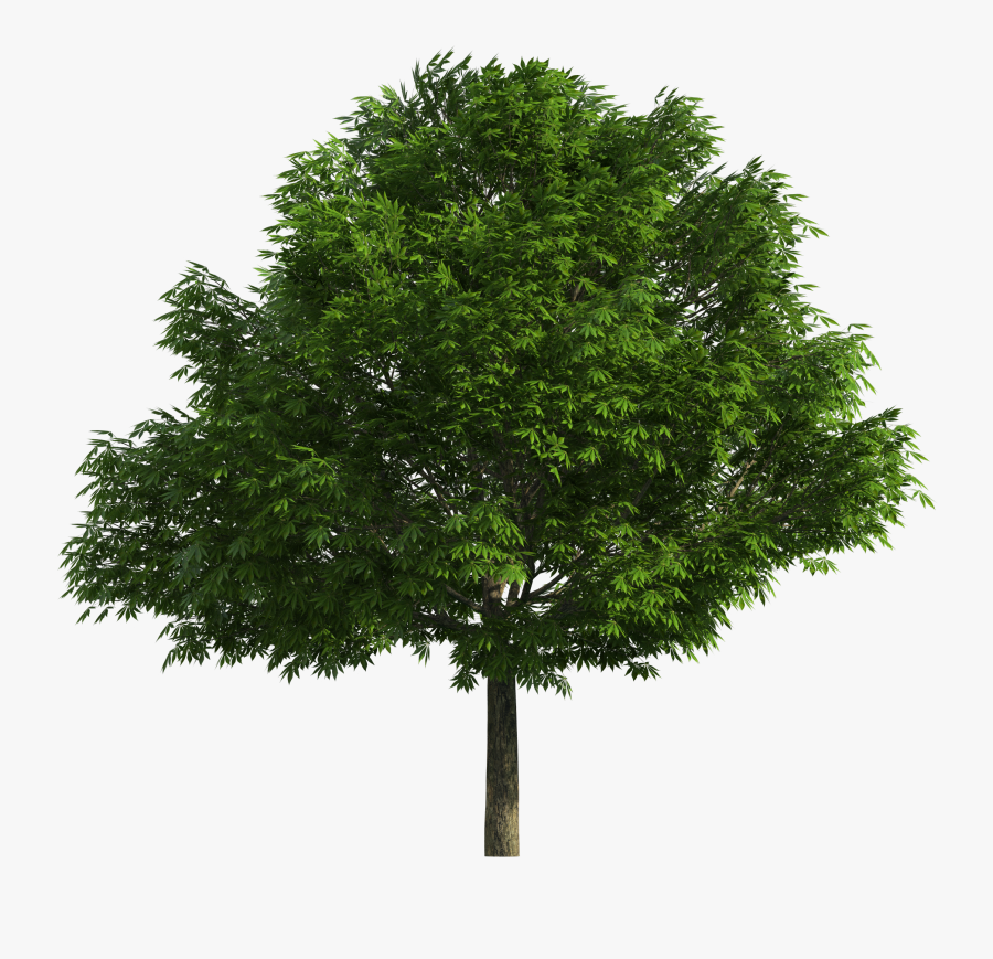 Clipart Trees High Resolution, Transparent Clipart