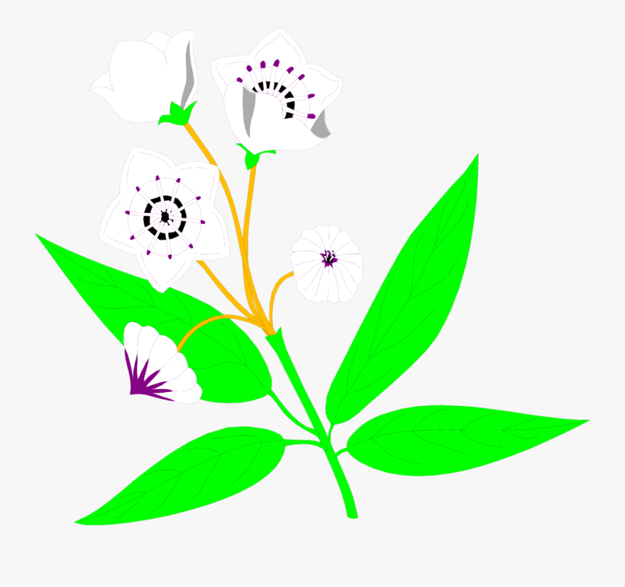 Mountain Laurel, Transparent Clipart