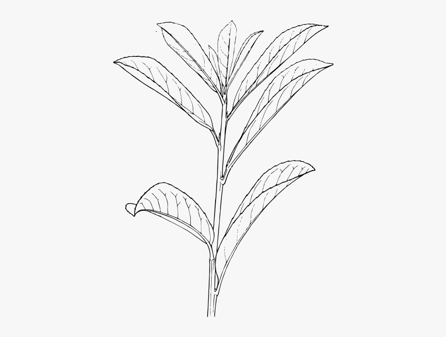 Laurel - Outline Of A Plant, Transparent Clipart