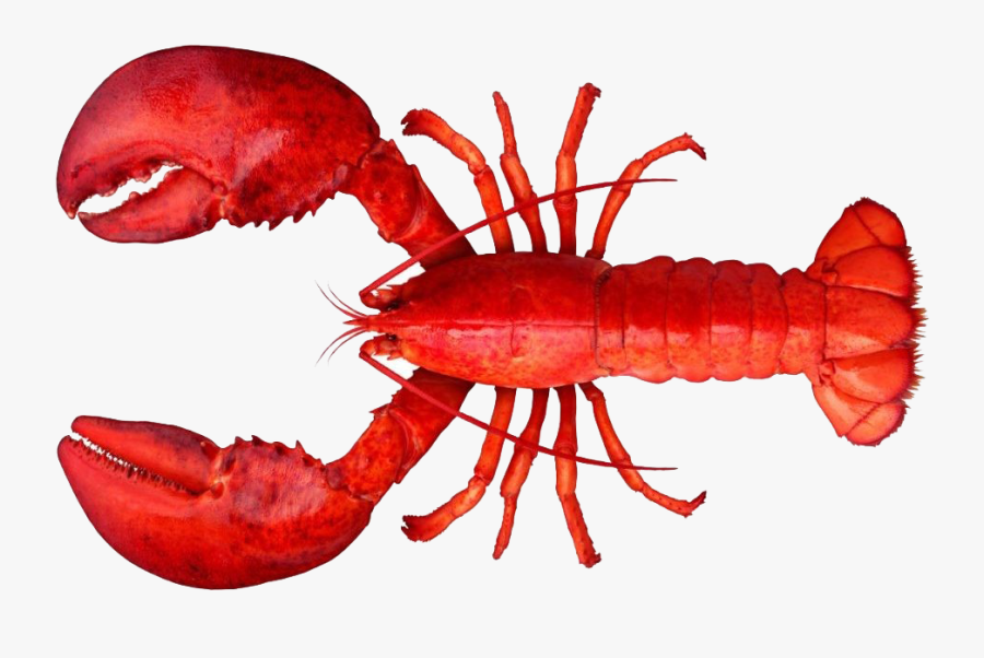 Lobster Png Clipart - Lobster Png, Transparent Clipart