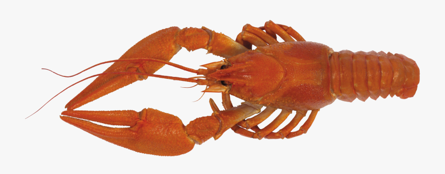 Рак Пнг , Free Transparent Clipart - ClipartKey