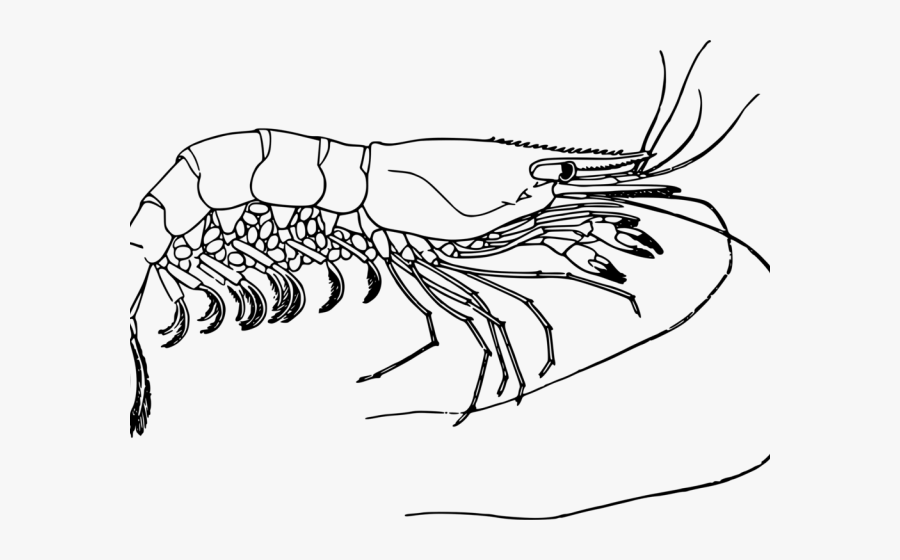 Shrimp Black And White Clipart, Transparent Clipart