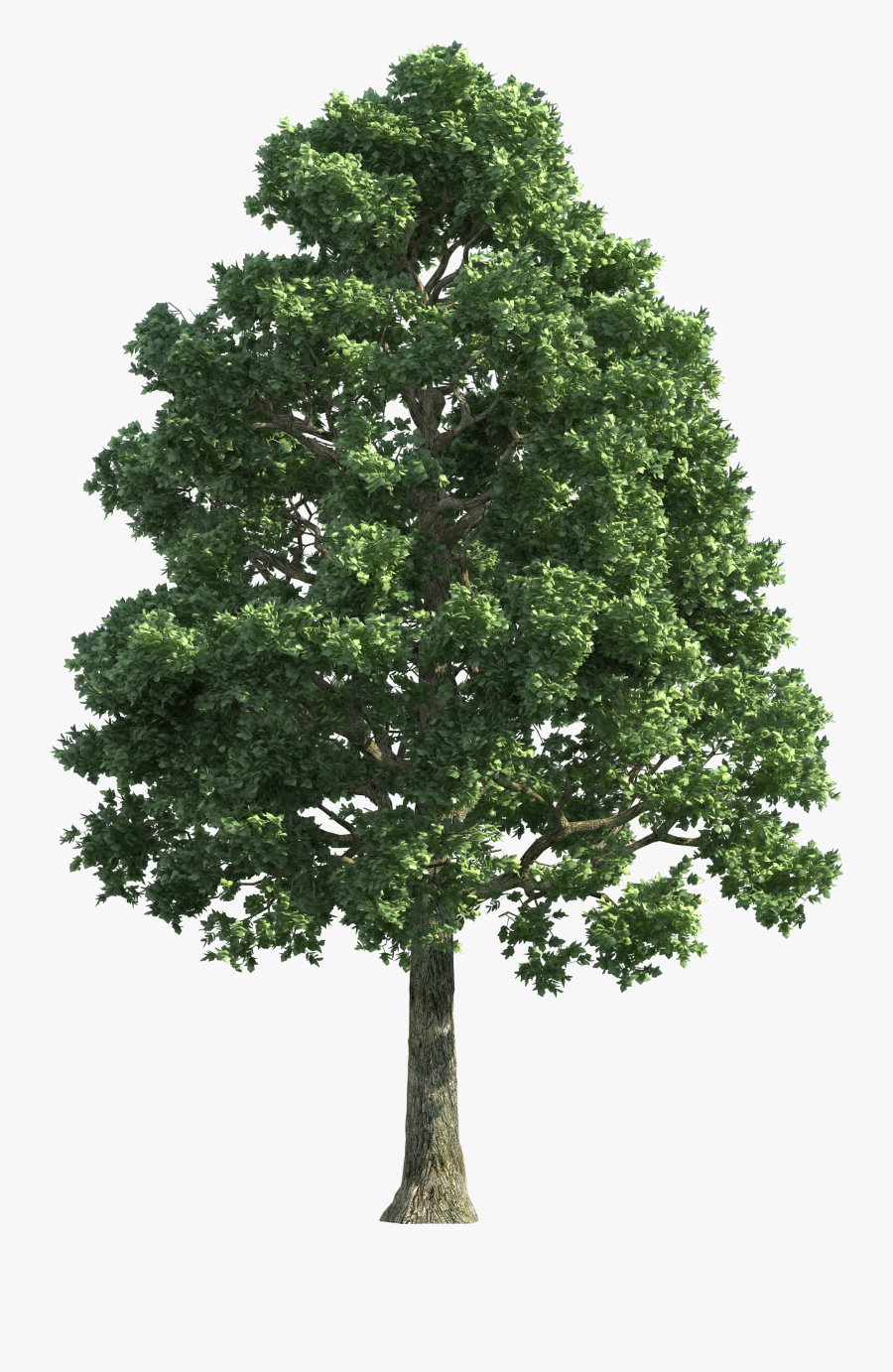 Clipart Trees High Resolution - Tree Png, Transparent Clipart