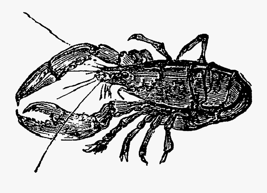 Cancer, Transparent Clipart