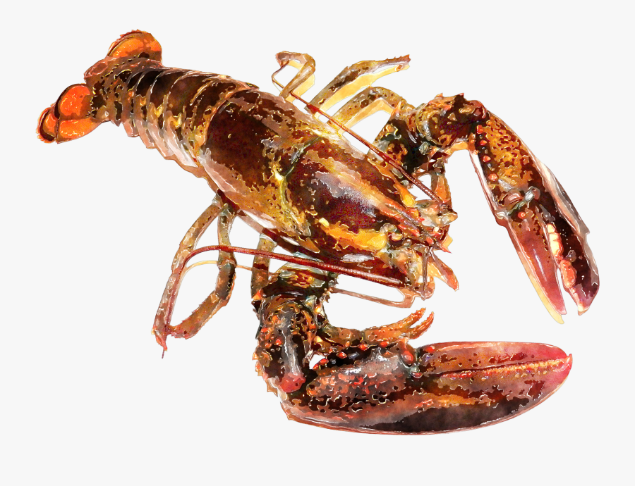 Lobster Watercolor Png Clip Art Black And White Download - Watercolor Lobster, Transparent Clipart