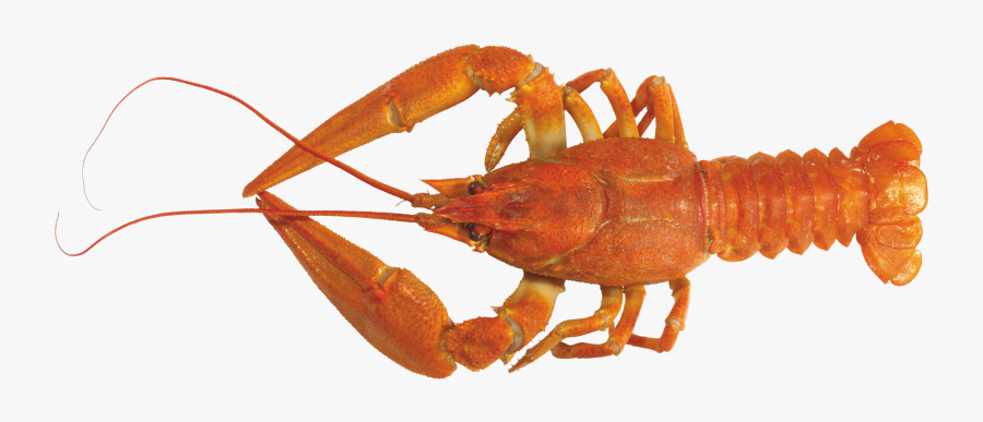 American Lobster Png, Transparent Clipart