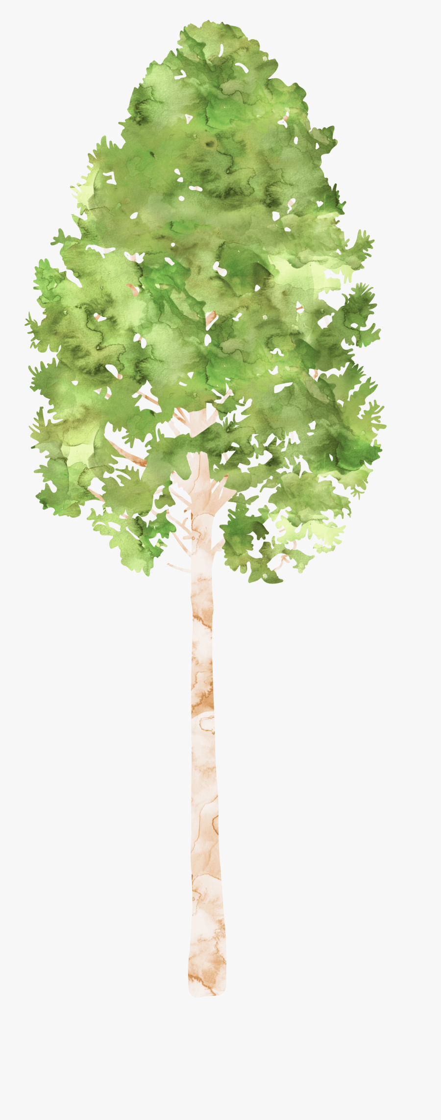 Transparent Camping Trees Clipart - Canoe Birch, Transparent Clipart