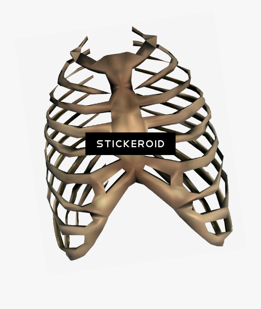 Rib Cage Transparent Clipart , Png Download - Ribcage Png, Transparent Clipart