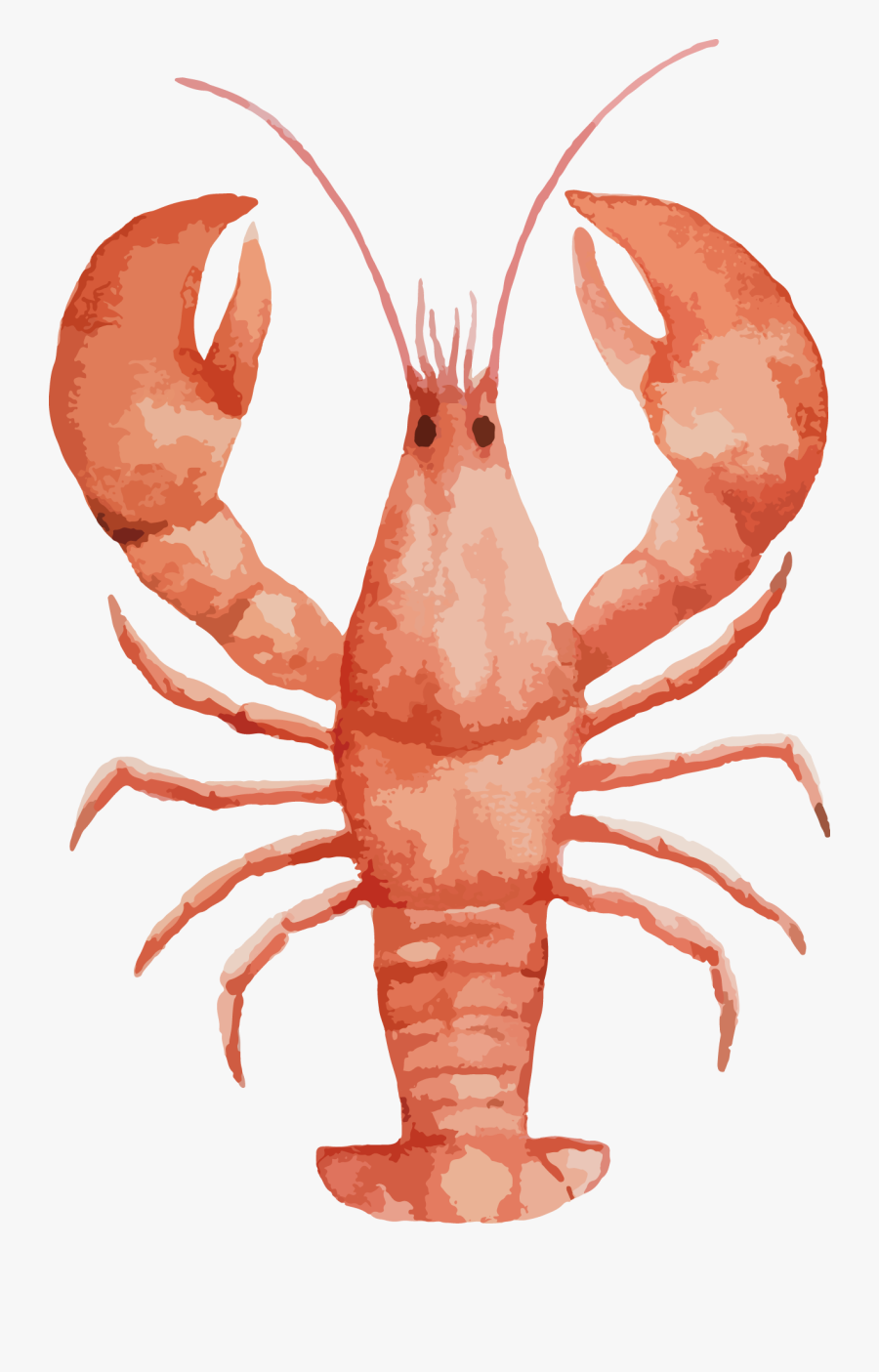 Collection Of Free Lobster Drawing Shellfish Download - Watercolor Lobster Png, Transparent Clipart