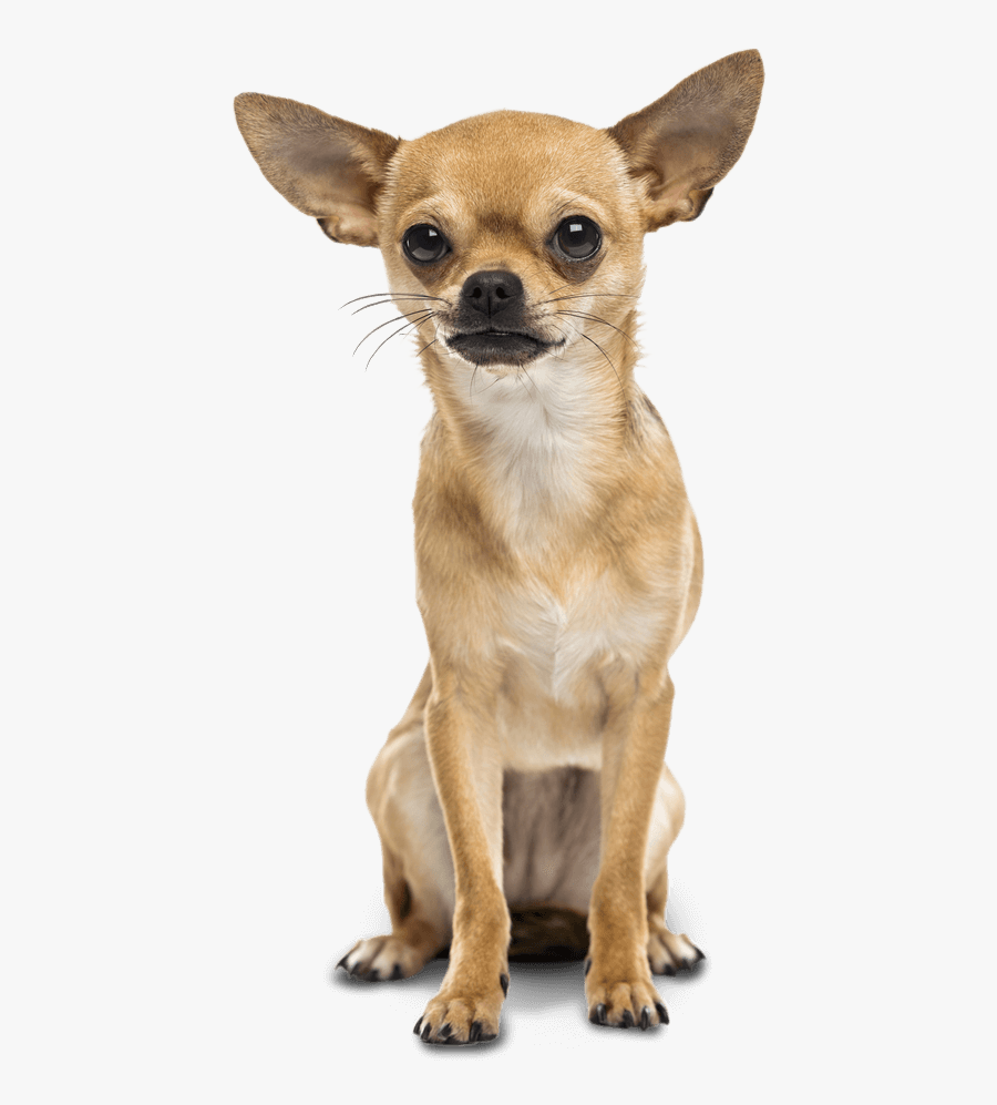 Chihuahua Clipart Vector - Perro Chihuahua Png, Transparent Clipart