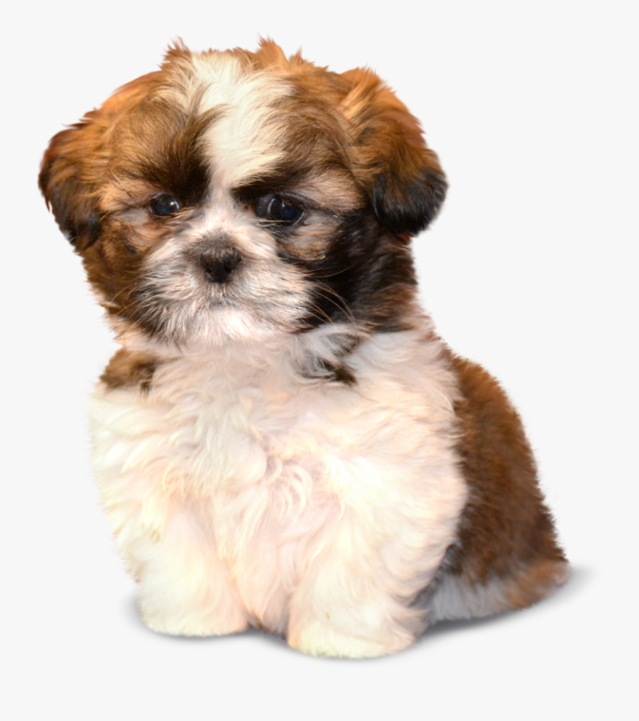 Clip Art Chihuahua And Shih Tzu Mix - Morkie Shih Tzu Puppies, Transparent Clipart