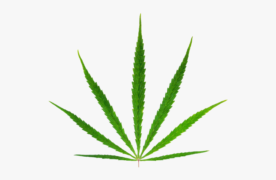 Transparent Background Weed Leaf Clipart, Transparent Clipart