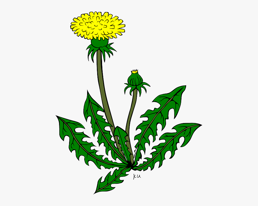 Plants Cartoon Library Clip - Dandelion Clip Art, Transparent Clipart