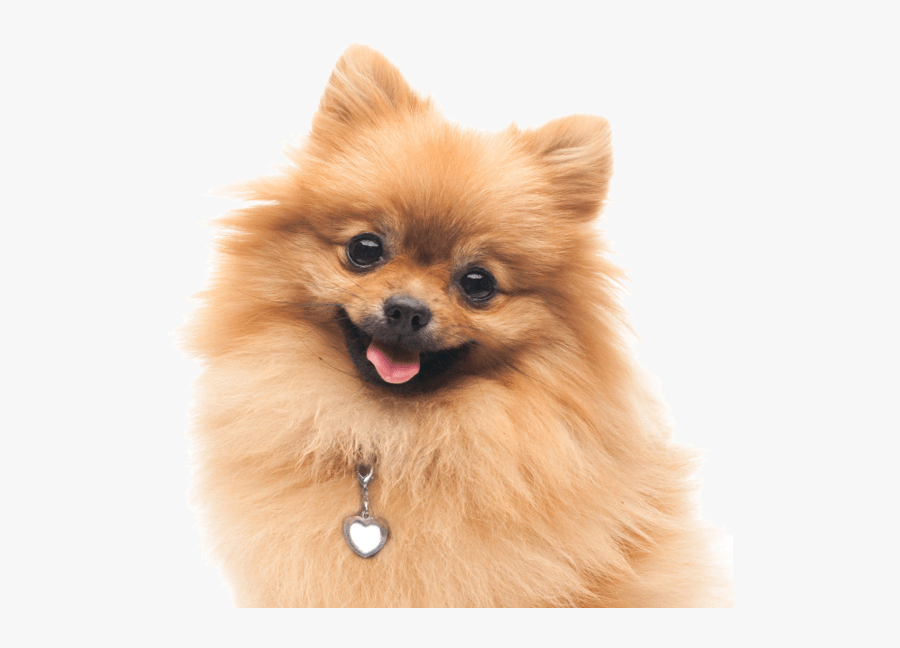 Clip Art Pomeranian Dogs Search - Dog Tag On Pomeranian, Transparent Clipart