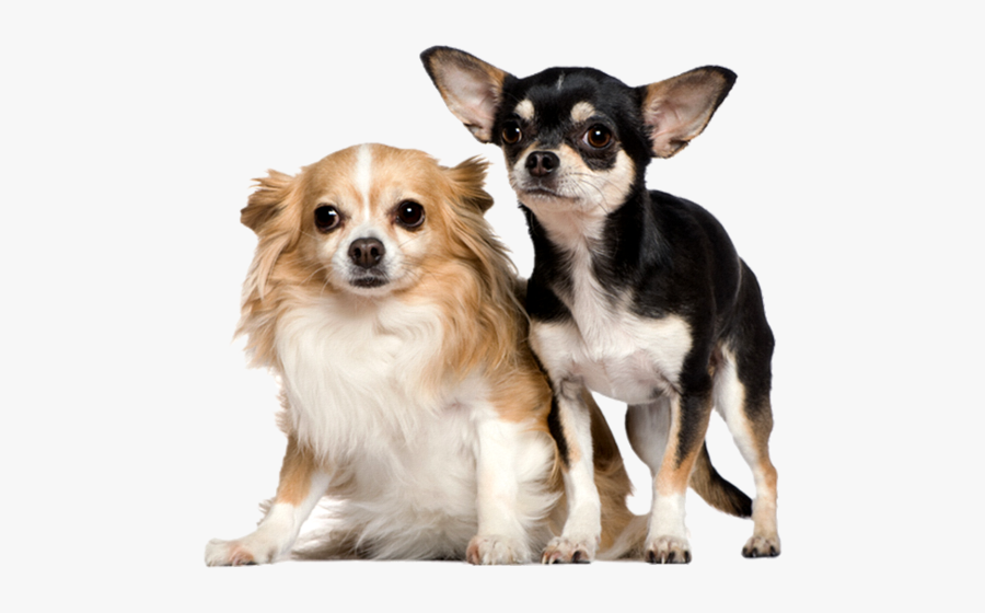 Clip Art Chihuahuas With Wigs - Gif Tube Chien Png, Transparent Clipart
