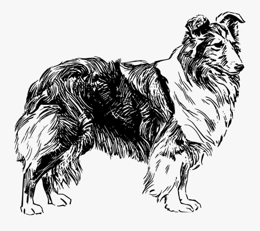 Forrest Gump Shernice Transparent - Drawing Of A Sheep Dog, Transparent Clipart