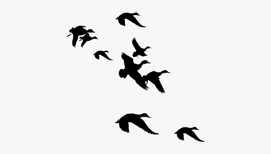 Thumb Image - Ducks Flying Silhouette, Transparent Clipart