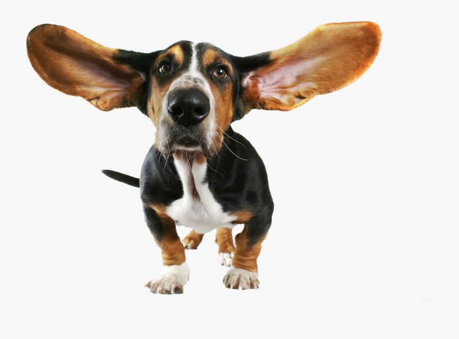 Basset Hound Beagle Bloodhound Papillon Dog Chihuahua - Funny Dog Transparent Background, Transparent Clipart