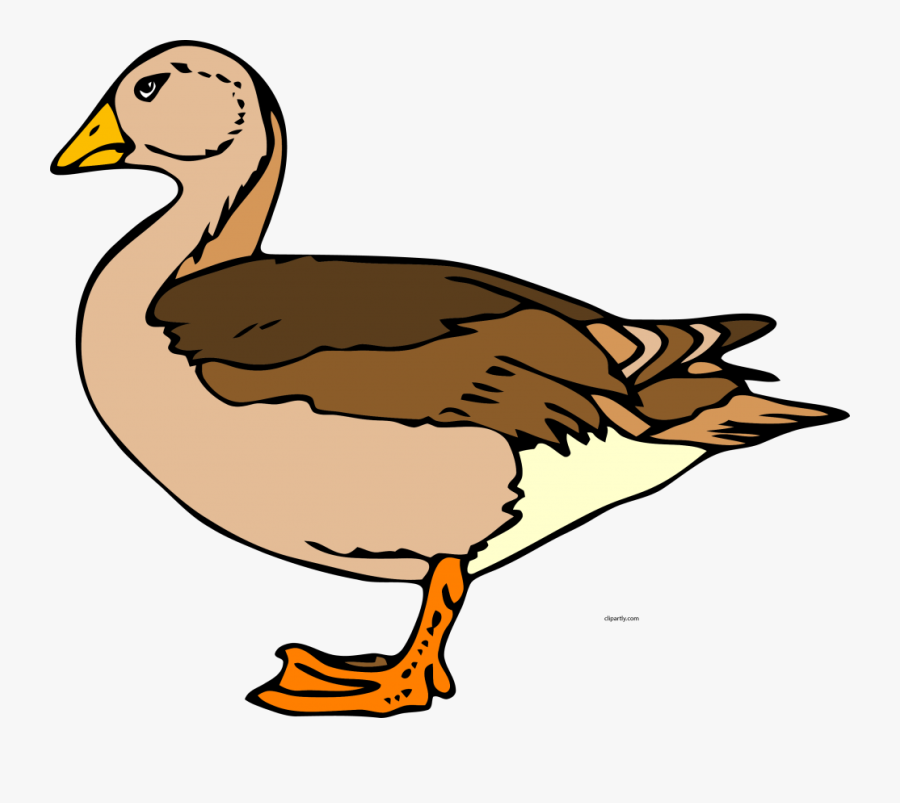 Bird,beak,water Bird,duck,goose,clip Art,ducks, Geese - Duck Clip Art, Transparent Clipart