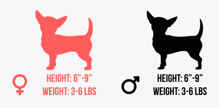 Clip Art Ilovepets Com Most Chihuahuas - Dogo Argentino Female Weight, Transparent Clipart