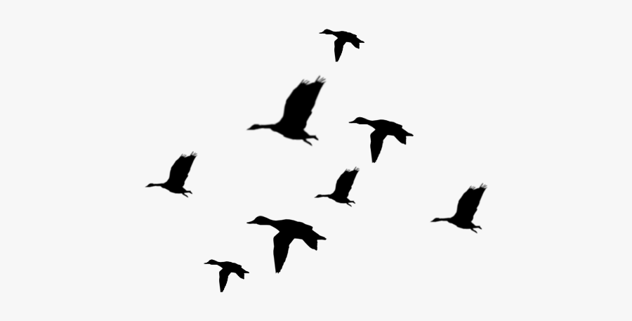 Flying - Duck - Clipart - Ducks Flying Silhouette, Transparent Clipart