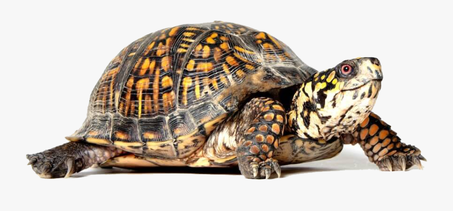 Turtle Png, Transparent Clipart