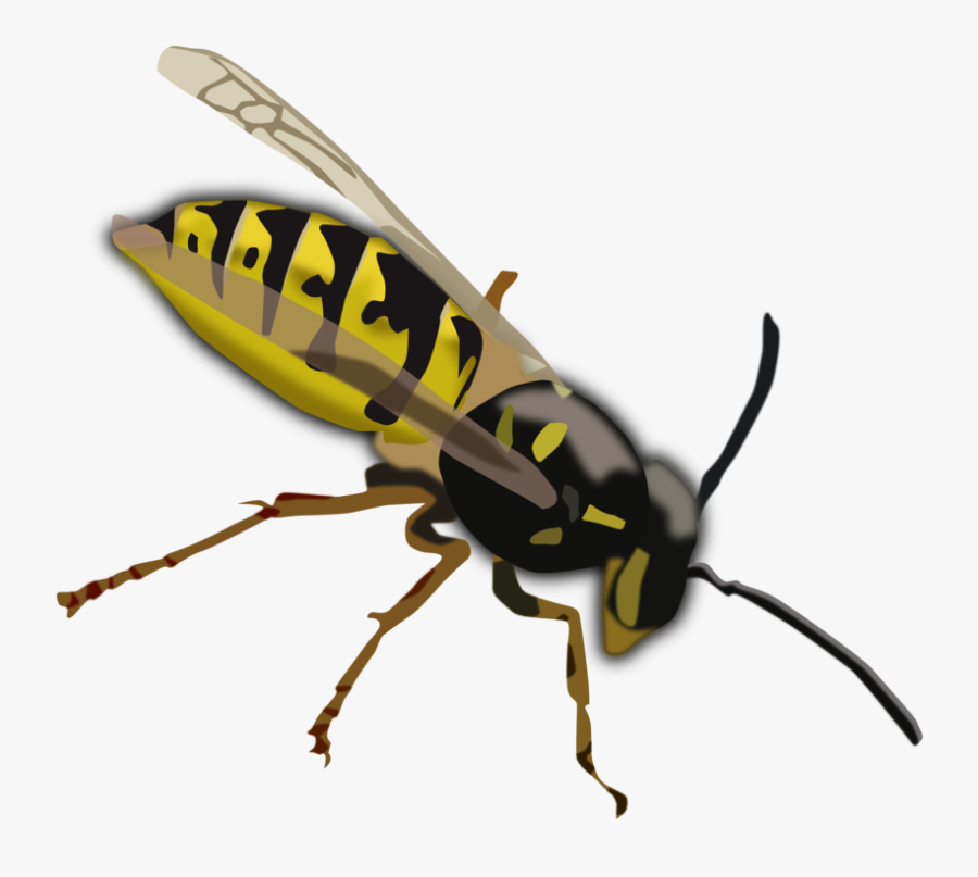 Wasp Clip Art - Wasp Clipart, Transparent Clipart