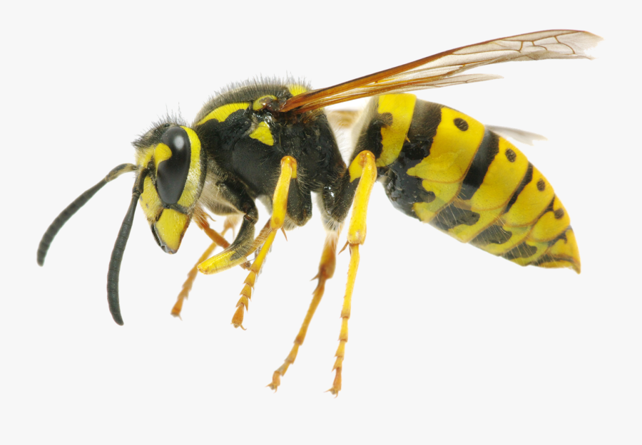 Hornet Png Clipart - Difference Between Wasp And Queen Bee, Transparent Clipart