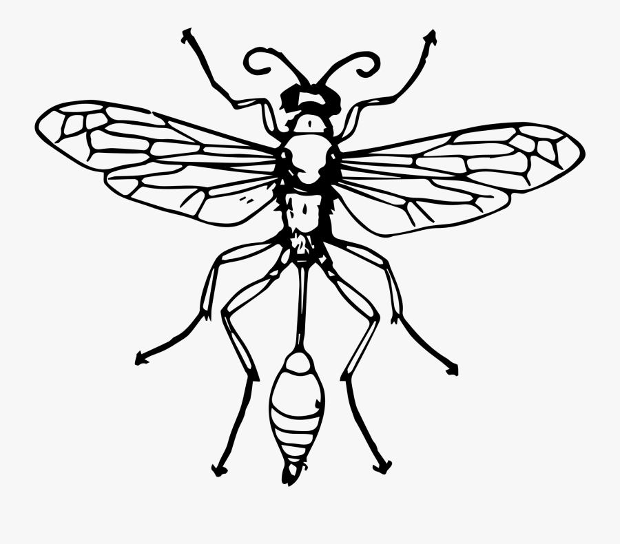 Symmetry,monochrome Photography,moths And Butterflies - Thread Waisted Wasp Diagram, Transparent Clipart